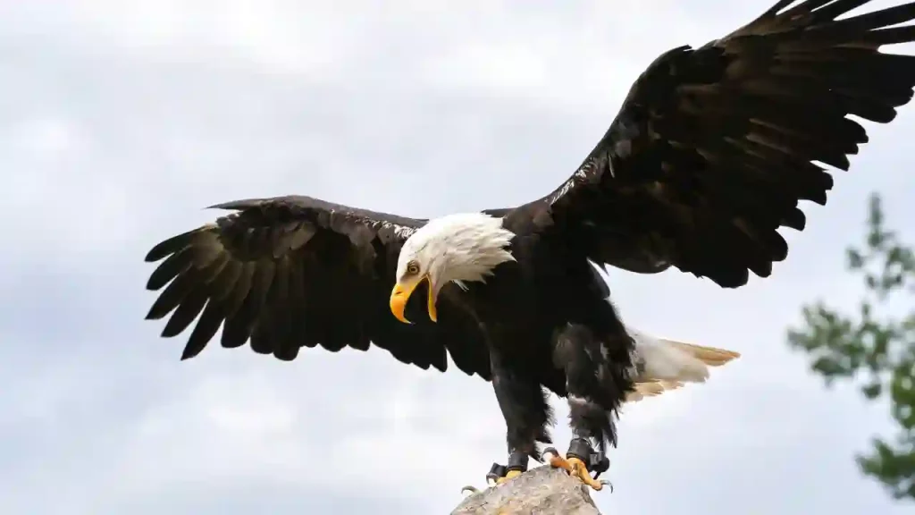 Eagle waiting for prey