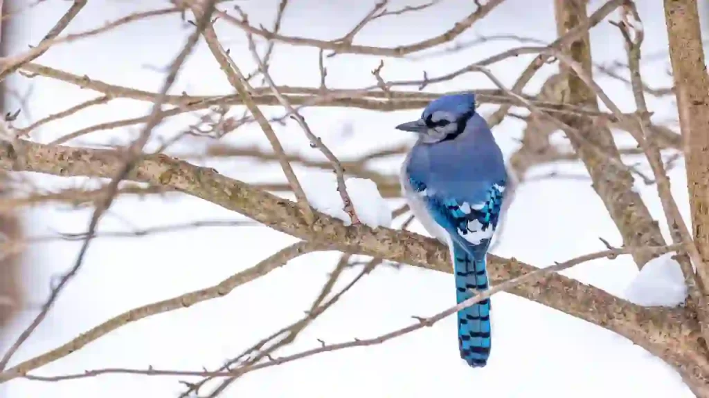 blue jays sitting on a tree in winter