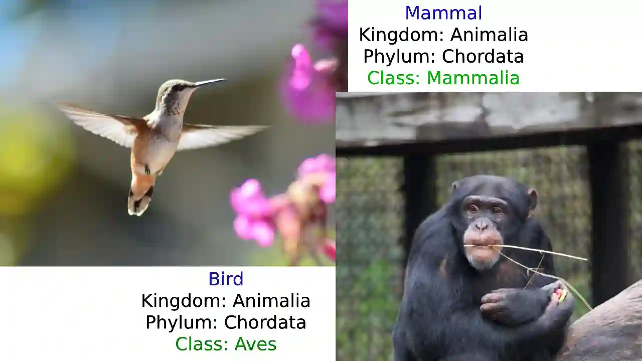 difference between mammals and birds