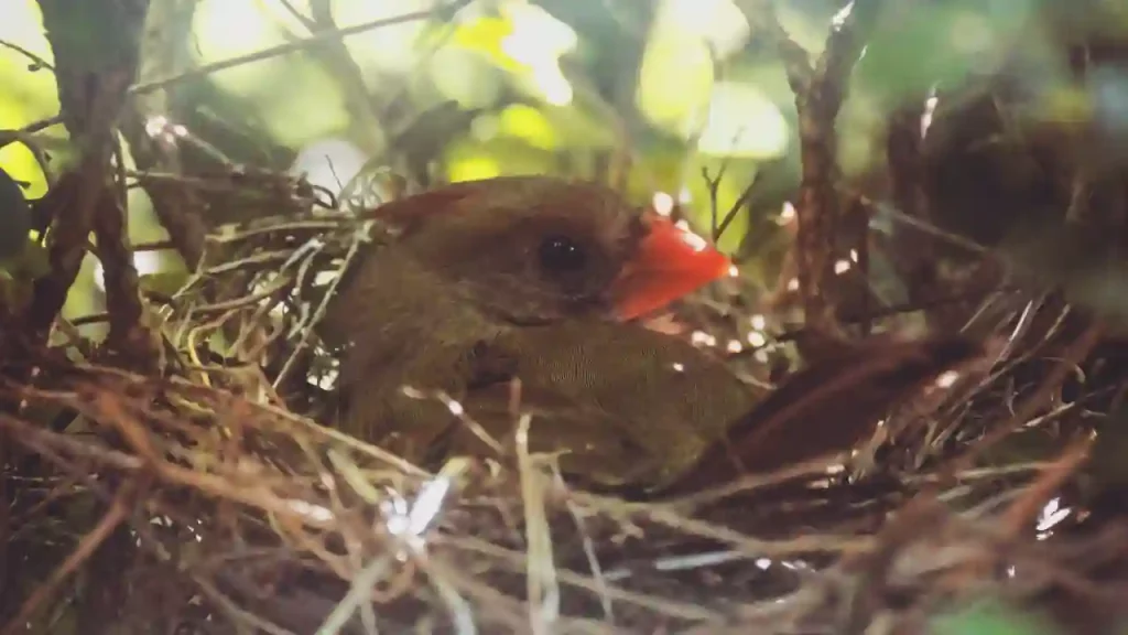 baby cardinal sitting in nest
