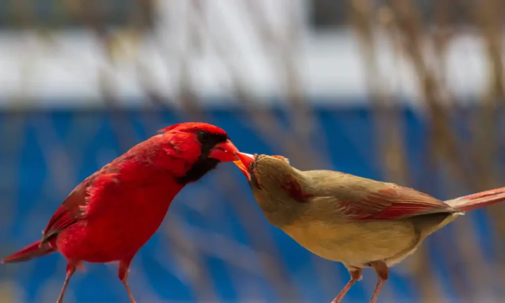 cardinal male and female colors