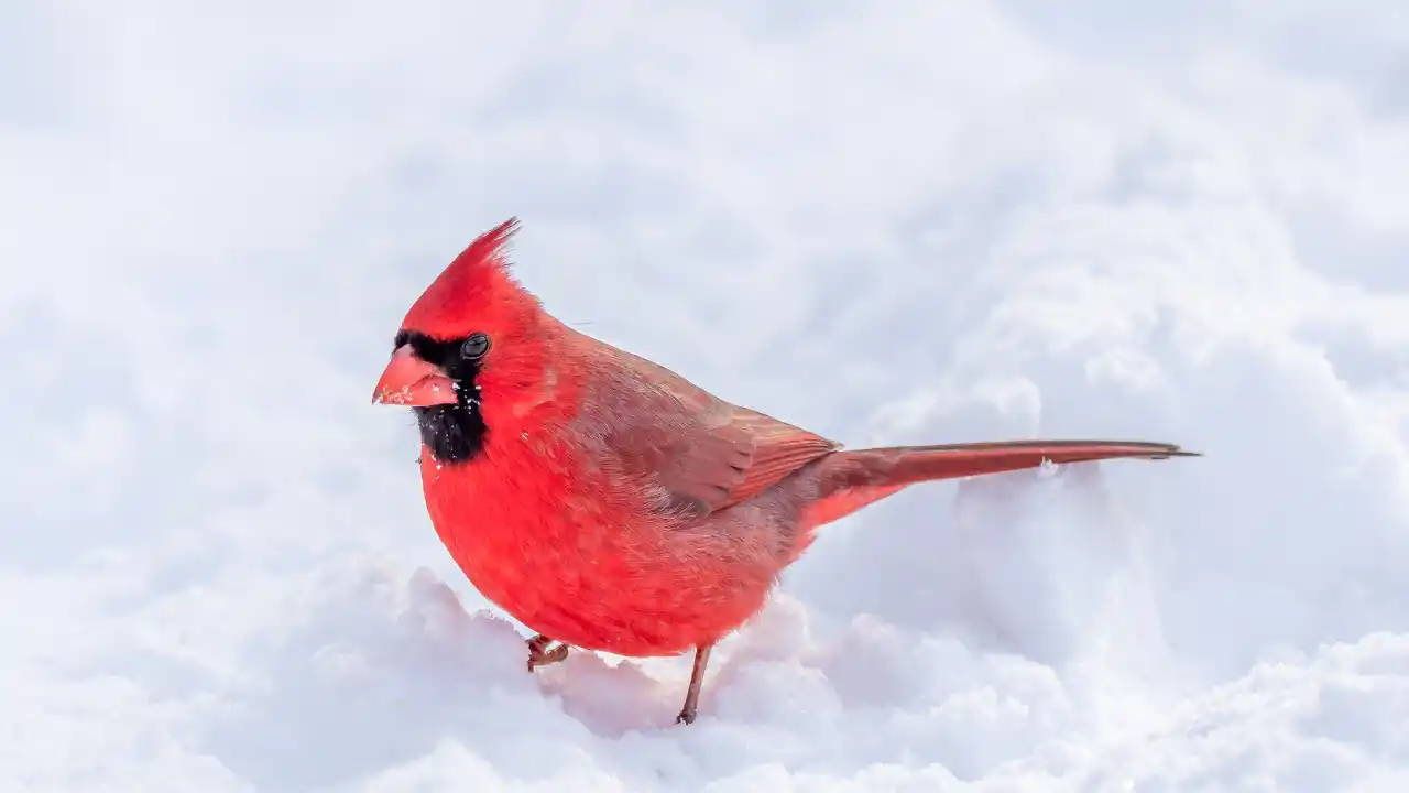 cardinal in ice