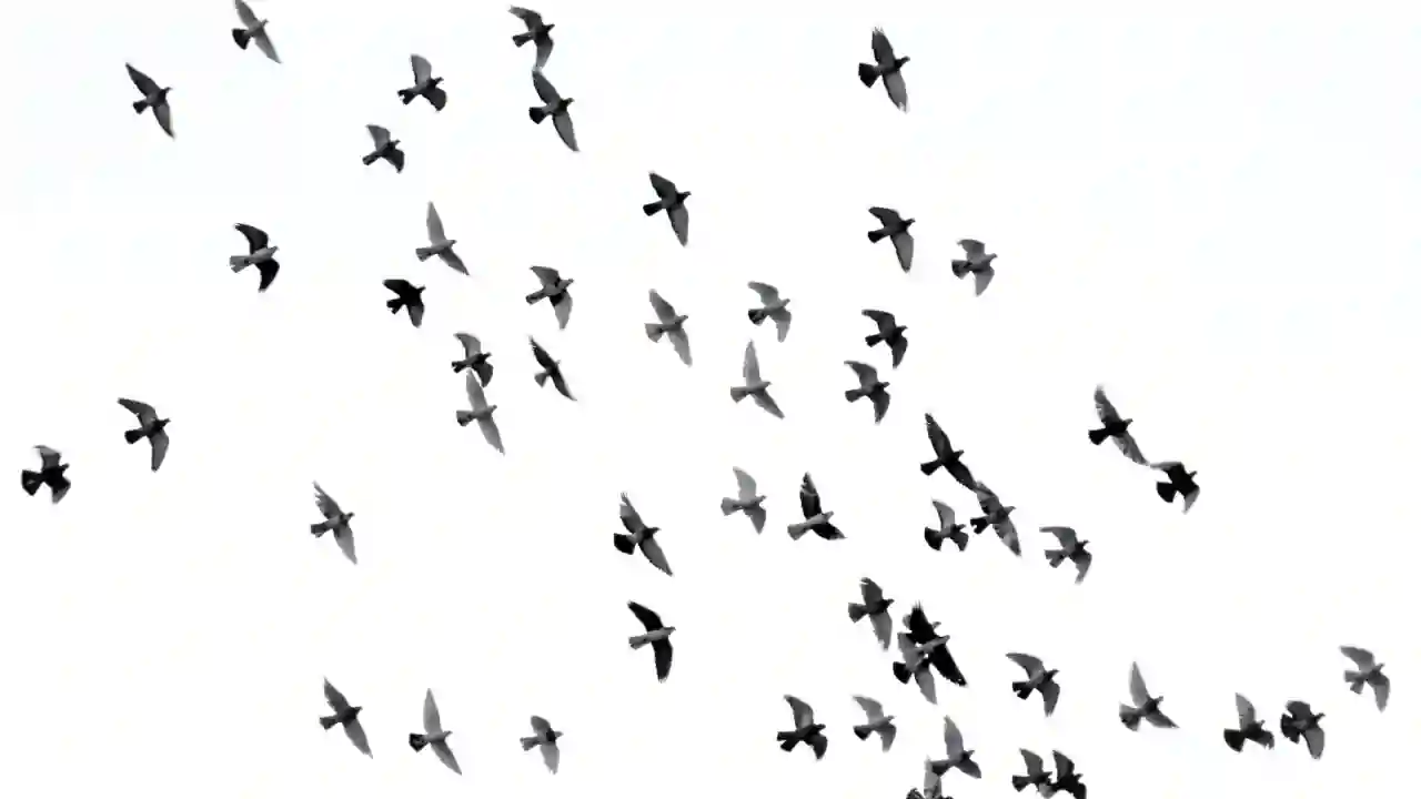 birds flying
