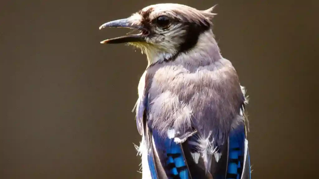 blue jay whistling