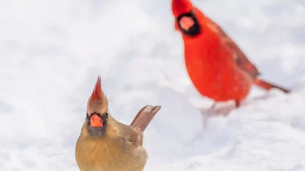 cardinal looking at its mate