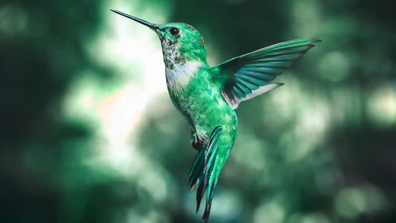 hummingbird symbolism