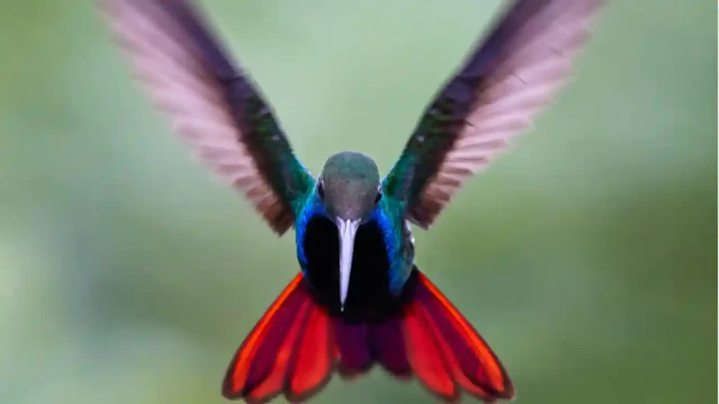 hummingbird flapping wings