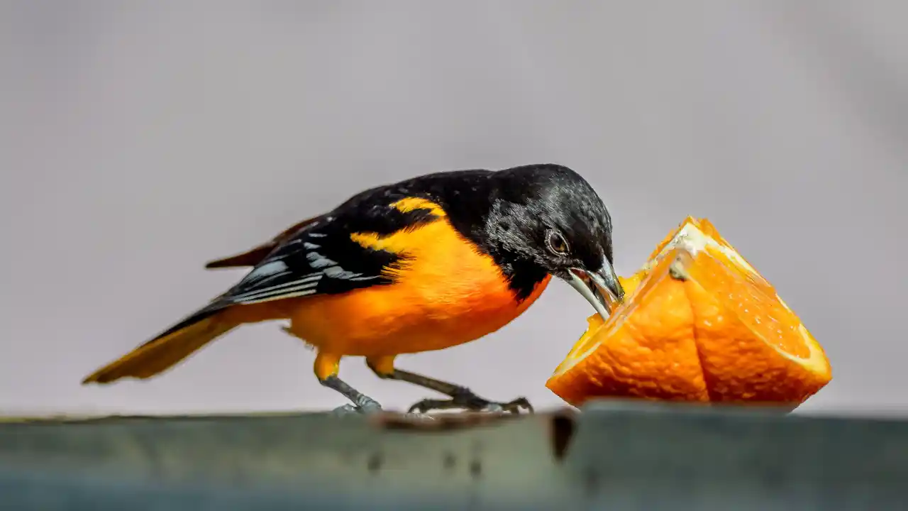 meaning of oriole bird