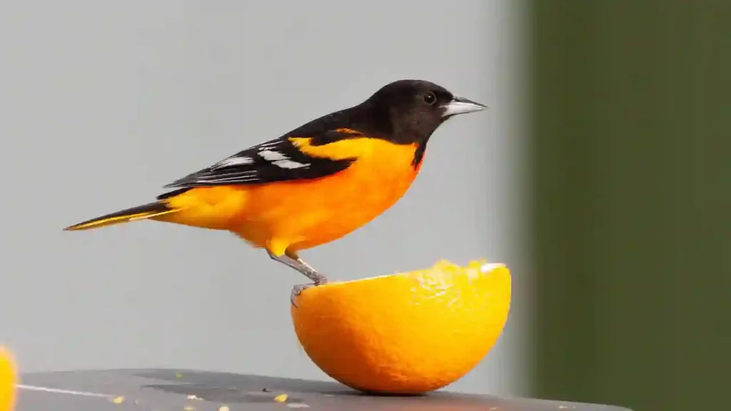 how to feed grape jelly to orioles