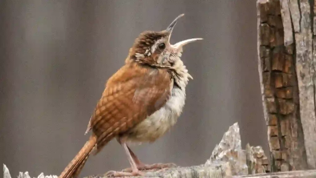 songbird singing