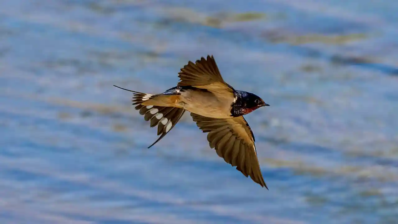 swallow bird symbolism