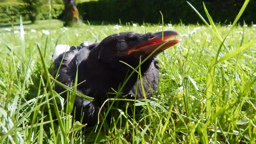 baby crow on ground