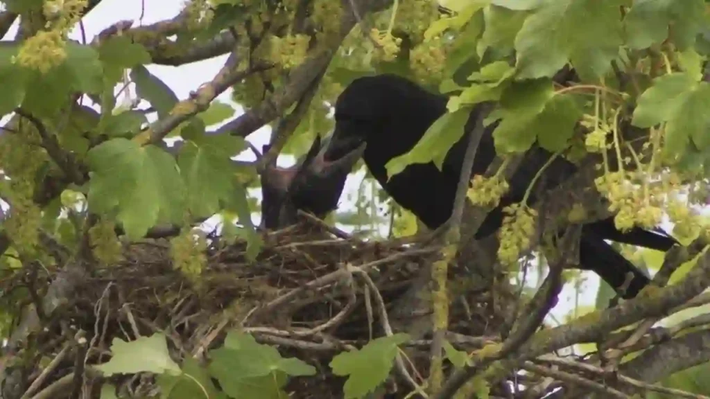 crow feeding baby crows