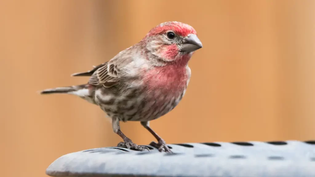ways to attract finches