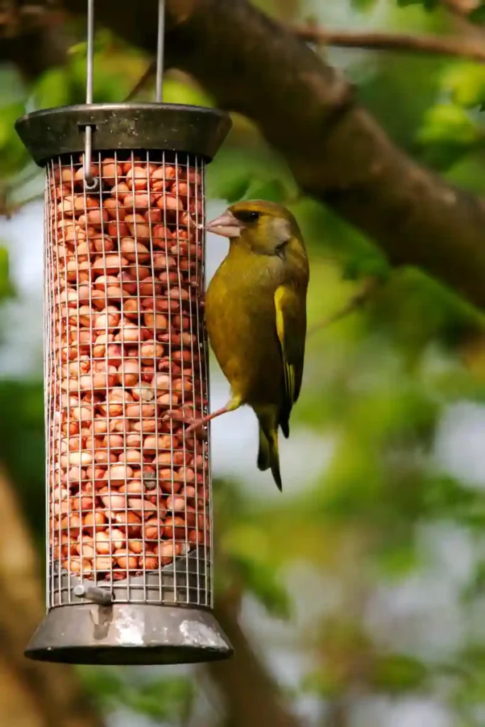 Finche on its feeder