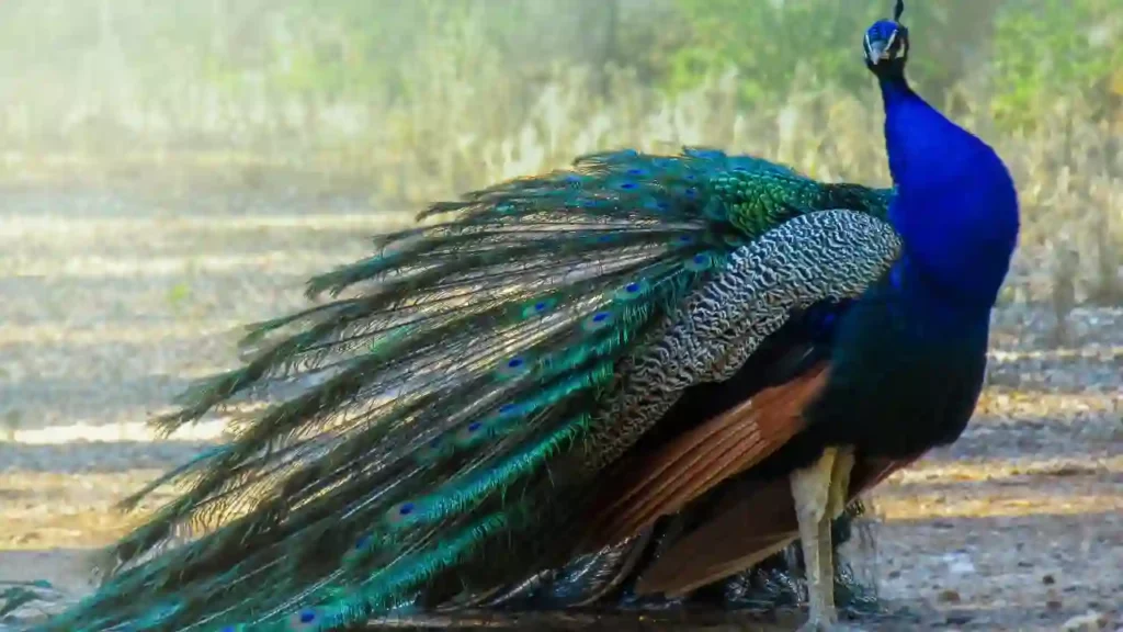 Peacock species