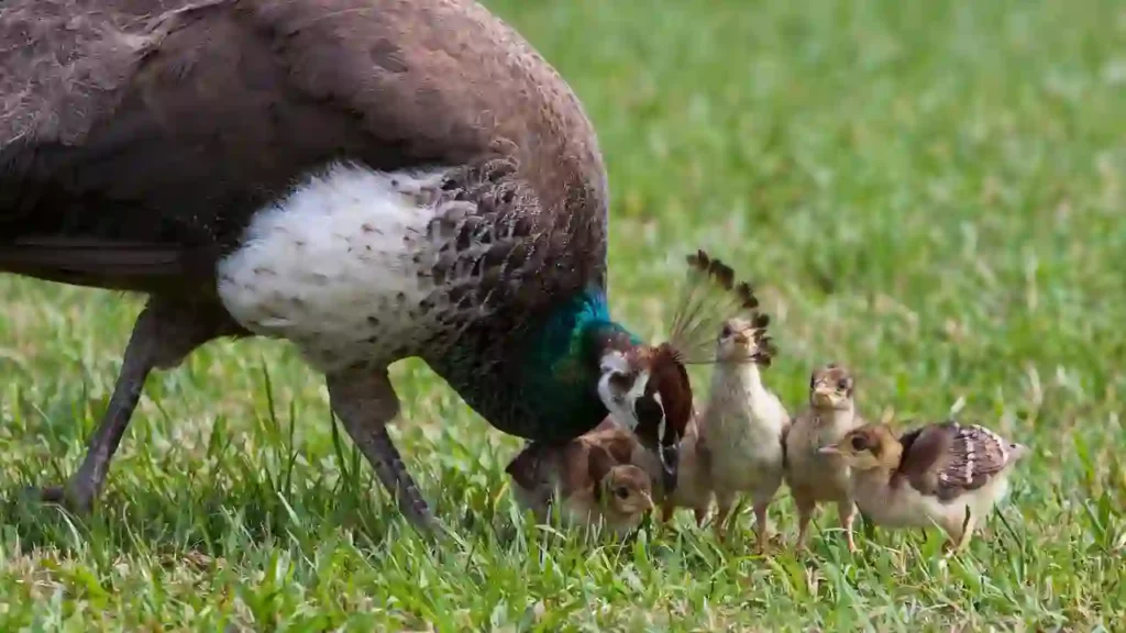 mother peacock feeding babies