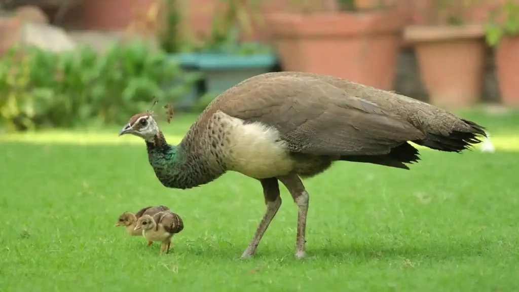 What Does A Baby Peacock Look Like