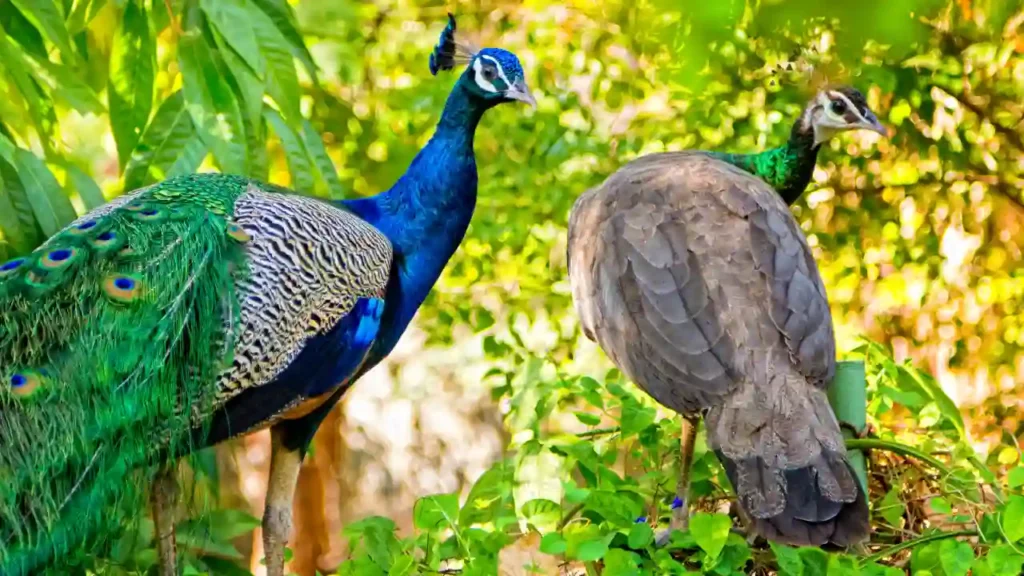 male and female peacock
