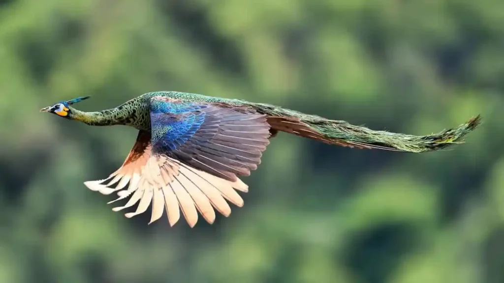 how do peacocks fly