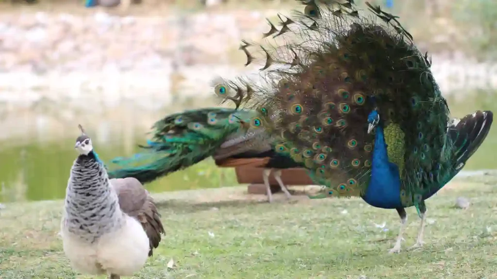 Are Female Peacocks Bigger Than Males
