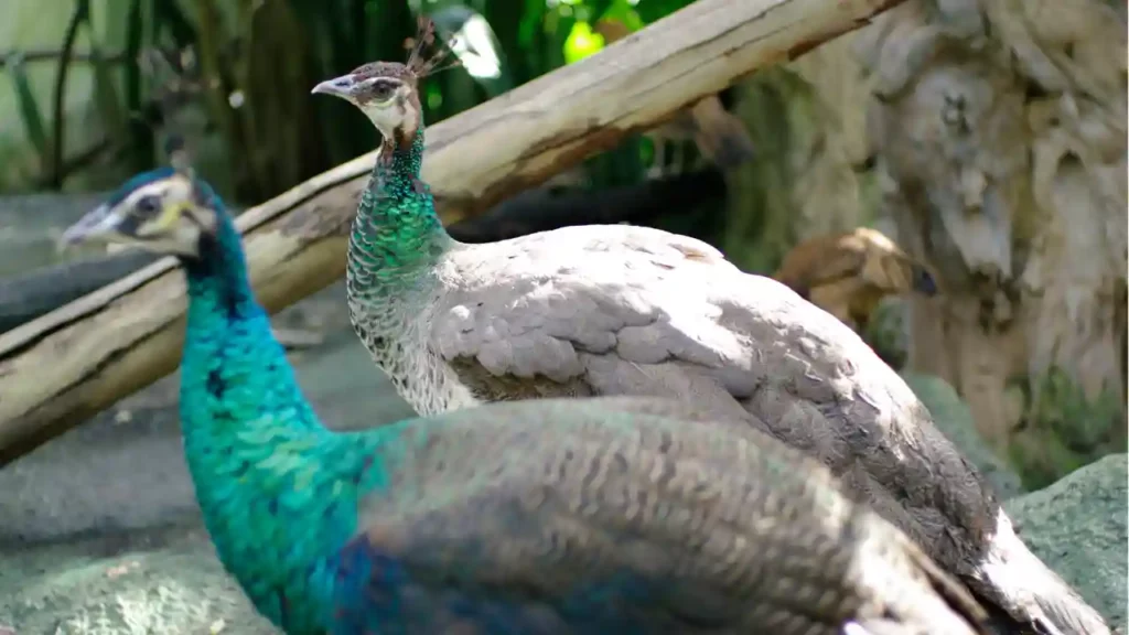 How Can You Tell If A Peacock Is Male Or Female