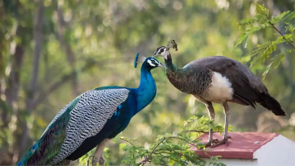 Can Female Peacocks Raise Young Alone