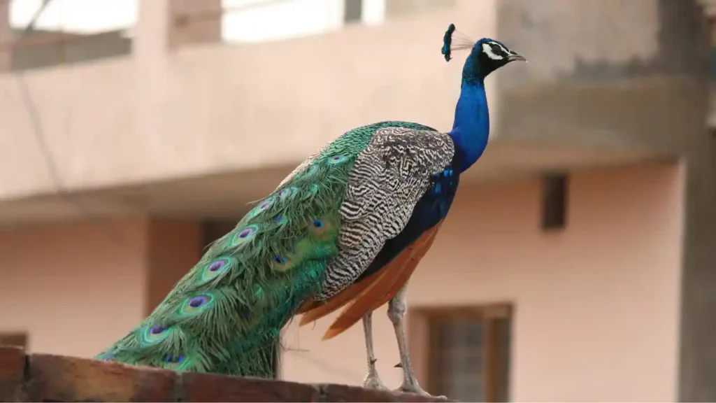 Why Don't All Peacocks Fly