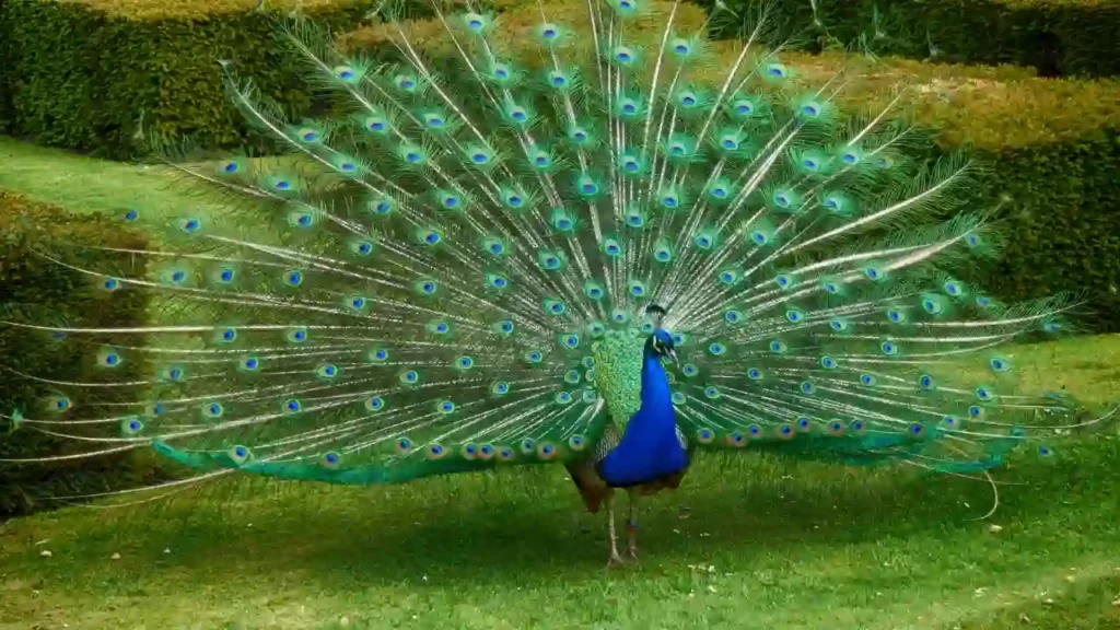 What Is An Ostentation Of Peacocks