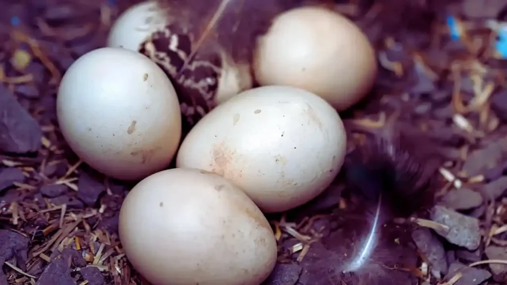 What Do Peacock Eggs Look Like