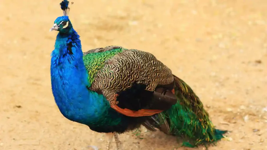How Long Do Peacocks Live In The Wild