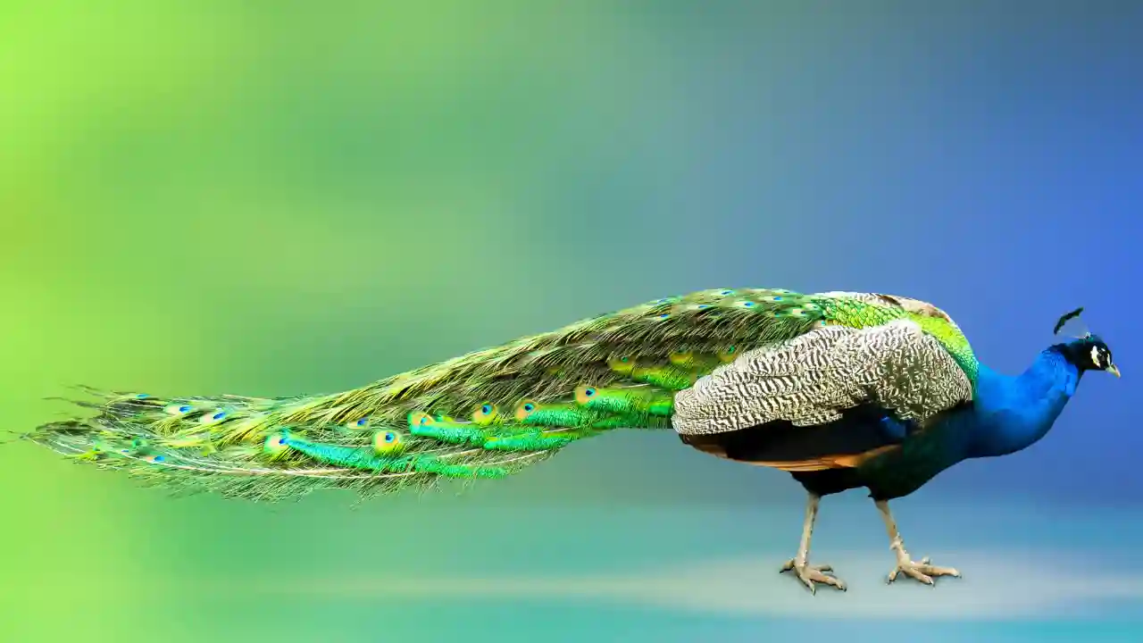 how long do peacocks live