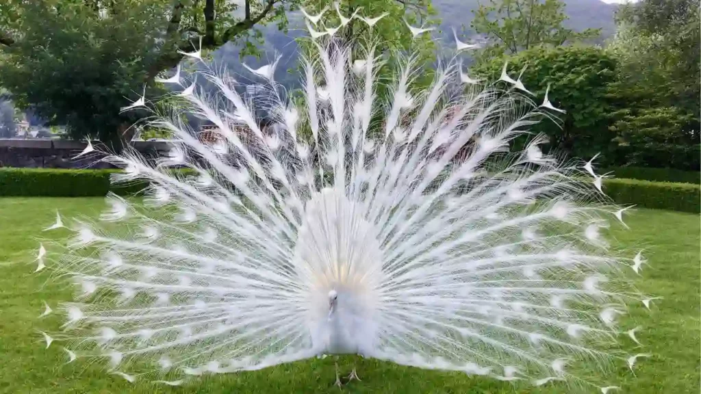 What Is A Pride of Peacock