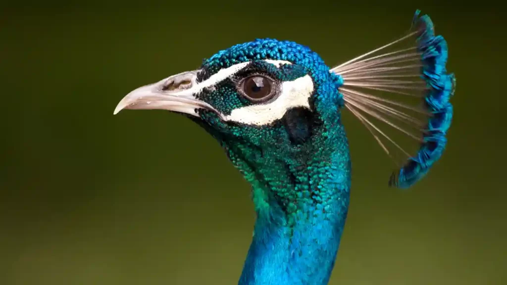 Types of Peacock Sounds