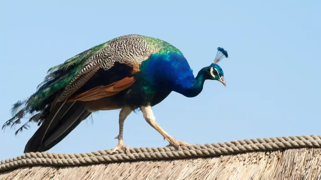 Factors That Impact The Peacock Lifespan