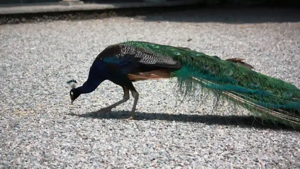 peacock eating grains
